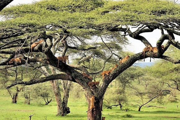 6 Day Luxury Lodge Wildlife Safari :Northern Tanzania on 4x4 Jeep