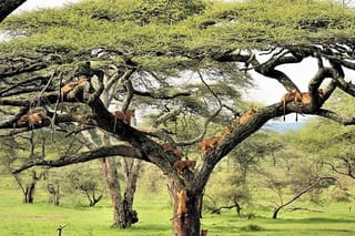 6 Day Luxury Lodge Wildlife Safari :Northern Tanzania on 4x4 Jeep