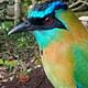 Motmot Curicancha wildlife tour