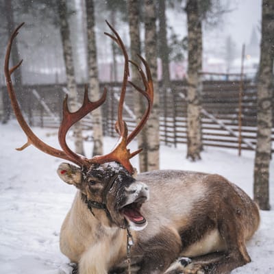 Meet Santa Claus’ Reindeer in Santa Claus Village, Rovaniemi