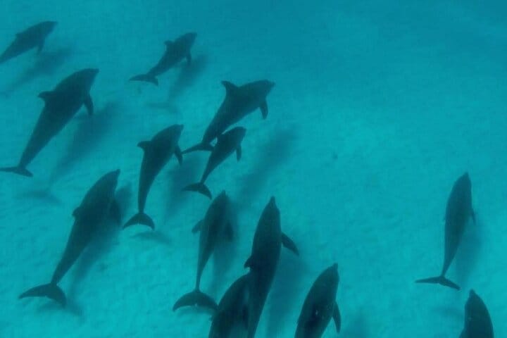 Zanzibar Salaam Cave Swimming and Feeding Sea Turtle in Kizimkazi