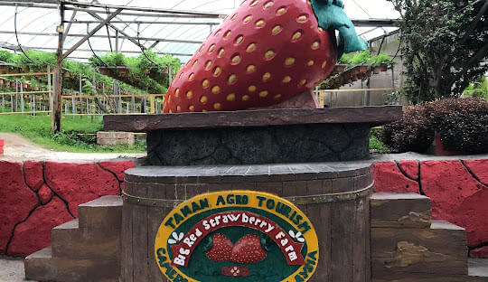 The Strawberry Farm in Cameron Highlands is the perfect place for fruit lovers and fun family activities.