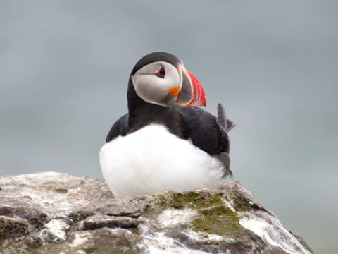 Whale Watching & Puffin Tour from Hauganes, photo 3