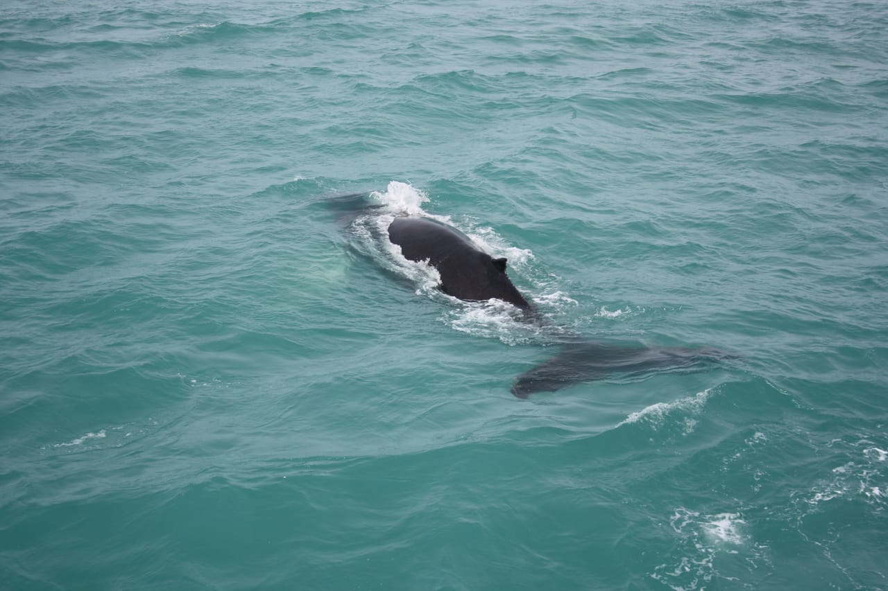 Dolphin swimming near the ocean surface in Icelandic waters