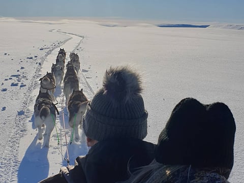 Siberian Husky Dog Sledding, photo 21