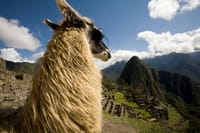 mapi