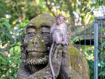 Monkey forest