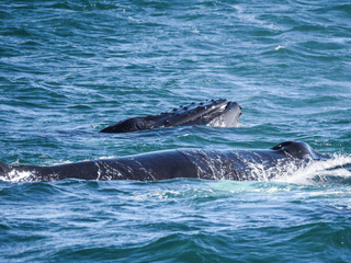 Húsavík: Small-Family Run, Responsible Whale Watching, photo 22