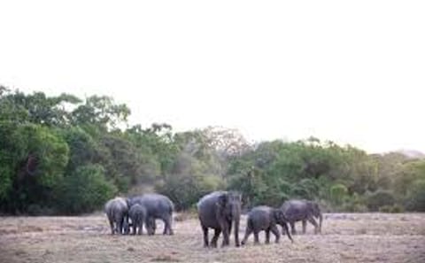 Arugam Bay Beach Tour: 3 Days of Sun and Relaxation