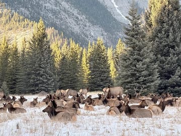 Wildlife and Icewalk Adventure Tour in Banff National Park