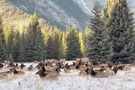 Banff Wildlife Explore and Johnston Canyon Icewalk Tour