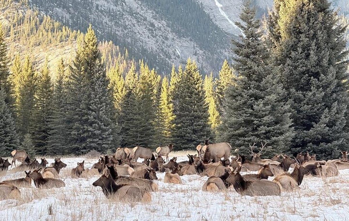 Banff Wildlife Explore and Johnston Canyon Icewalk Tour