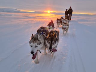 Dogsledding in the winter sunrise