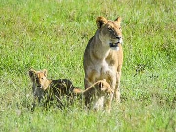 2 Days safari of Masai Mara