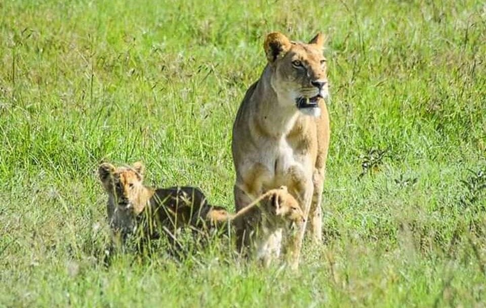 2 Days safari of Masai Mara