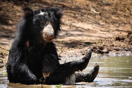 Leopard Safari In Yala National Park From Galle