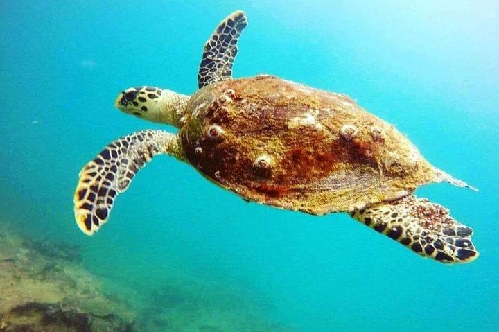 Scuba Diving in Unawatuna