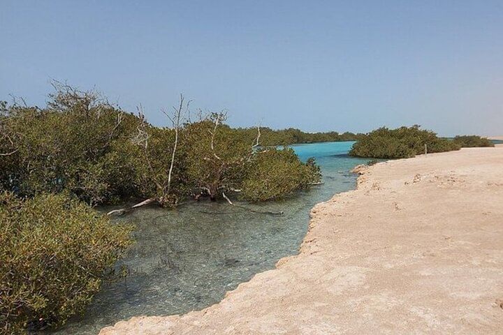 Мангровые заросли и кристально чистая вода в национальном парке Рас-Мохамед