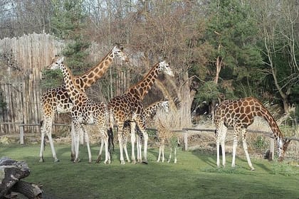 N. N. Park Giraffe Bomas Cultural Dance Show and Carnivore Lunch