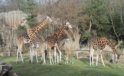 Giraffe Centre Visit and Cultural Dance Show in Nairobi
