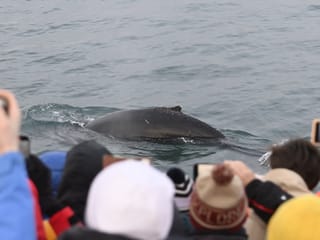 Reykjavík Whales & Diving, photo 11