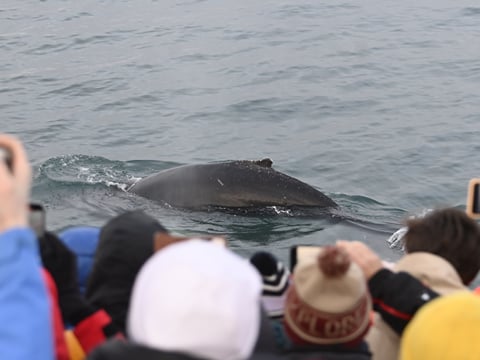 Reykjavík Whales & Diving, photo 11