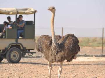 3-Night Jordan Tour with Wadi Rum Overnight from Sheikh Hussein Border Crossing