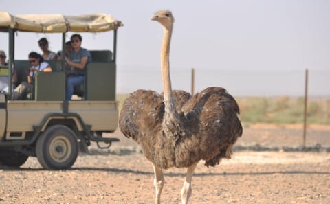 Private Tour of Eastern Jordan's Desert Castles and Azraq Wetland