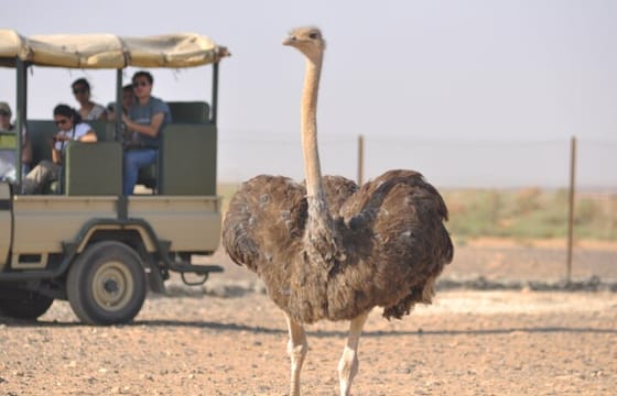 Private Tour Desert Castles Eastern Jordan with Azraq Wetland from Dead Sea