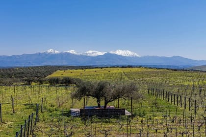 Crete Wine and Olive Oil Heritage Group Tour