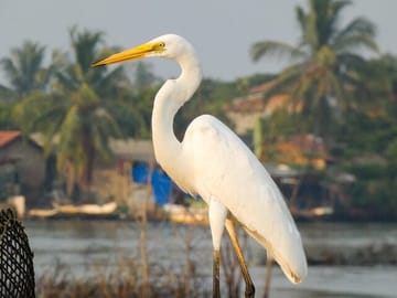 Muthurajawela-Bird-Watching-Day-Tour-from-Colombo-or-Negombo-3