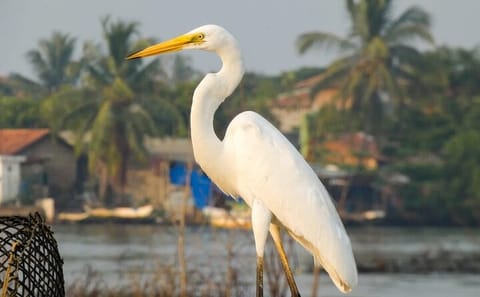 Bird Watching Day Tour in Muthurajawela from Negombo