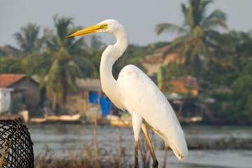Bird Watching Day Tour in Muthurajawela from Negombo