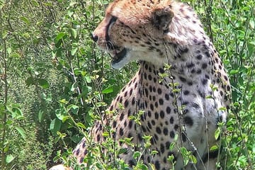 9-Day Private Safari to See the Big Five in Kenya