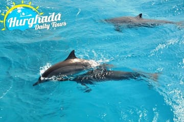 Speed Boat Tour to Snorkel with Dolphins in Hurghada