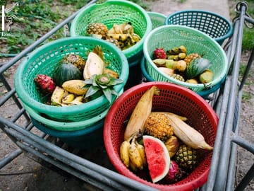 Food for all animal