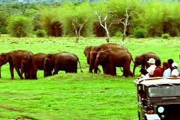 Wilpattu National Park Safari from Colombo, Sri Lanka