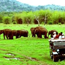 Wilpattu Safari Experience 4