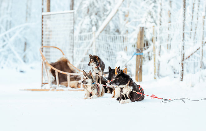 Rovaniemi: Insider 2km Husky Sleigh Ride Adventure