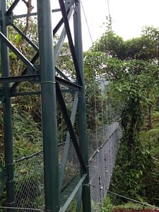 Desde San José Puentes Colgantes con Zip Line en bosque nuboso, le experiencia del día 