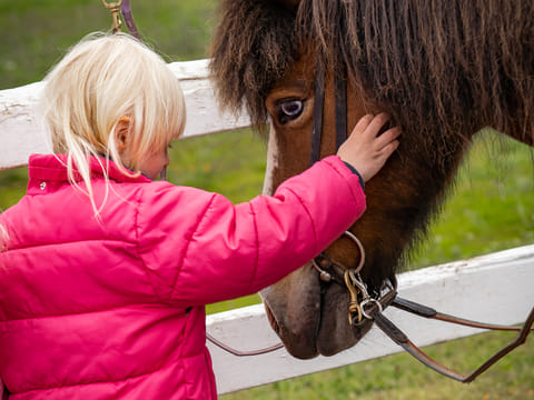 Date the Icelandic Horse, photo 2