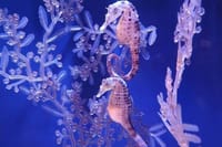 Dubai Aquarium + underwater Zoo &amp; Penguin Cove