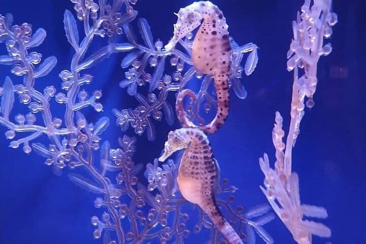 Dubai Aquarium + underwater Zoo & Penguin Cove