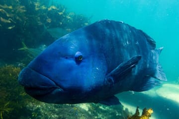 Snorkeling Adventure in Sydney's Bronte to Coogee Marine Reserve