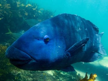 Eastern Blue Groper