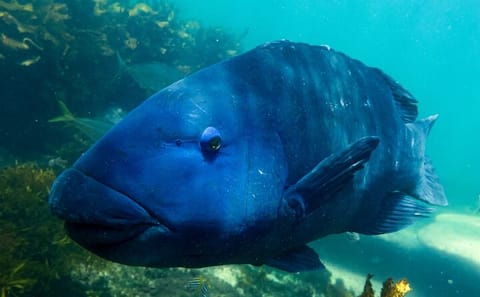 Snorkeling Adventure in Sydney's Bronte to Coogee Marine Reserve