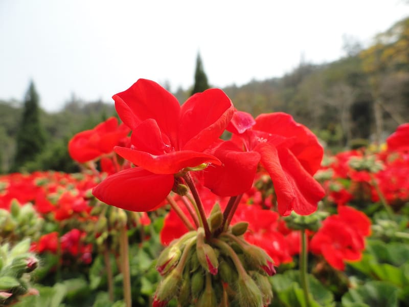 Xiamen: Botanical Garden & Island Landscape Private Day Tour