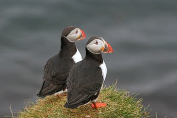 Private Tour of Westman Islands: Volcanoes and Wildlife from Reykjavík