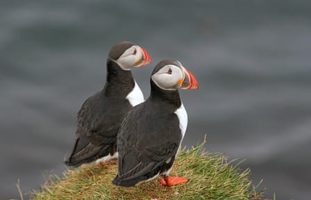 Private Tour of Westman Islands: Volcanoes and Wildlife from Reykjavík
