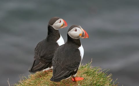 Private Tour of Westman Islands: Volcanoes and Wildlife from Reykjavík
